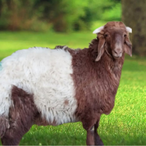 Read more about the article عقيقة نعيمي بلدي وتميمة المولود مع التوصيل بالرياض